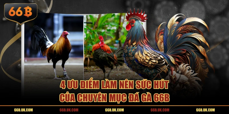 4 ưu điểm làm nên sức hút của chuyên mục Đá Gà 6BB