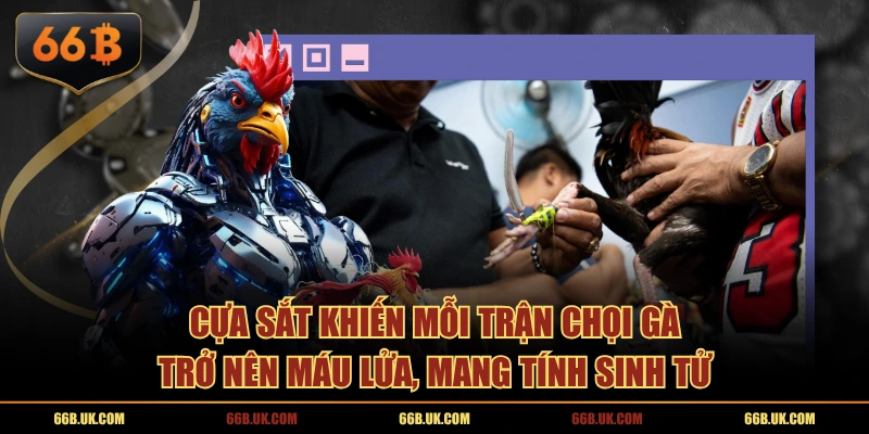 Cựa sắt khiến mỗi trận chọi gà trở nên máu lửa, mang tính sinh tử