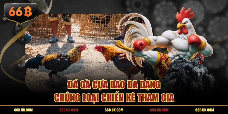 Đá gà cựa dao đa dạng chủng loại chiến kê tham gia