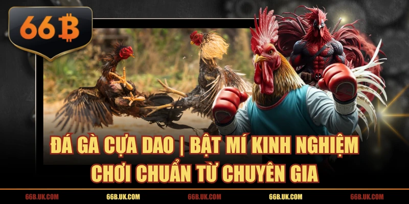 Đá Gà Cựa Dao | Bật Mí Kinh Nghiệm Chơi Chuẩn Từ Chuyên Gia