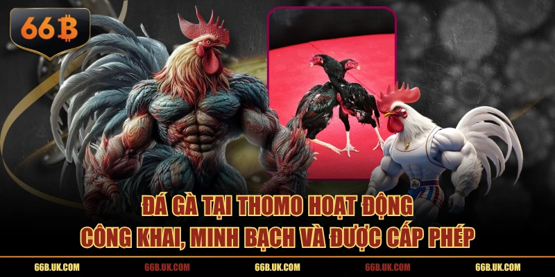 Đá gà tại Thomo hoạt động công khai, minh bạch và được cấp phép