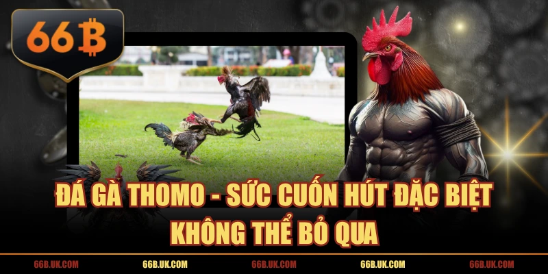Đá Gà Thomo - Sức Cuốn Hút Đặc Biệt Không Thể Bỏ Qua