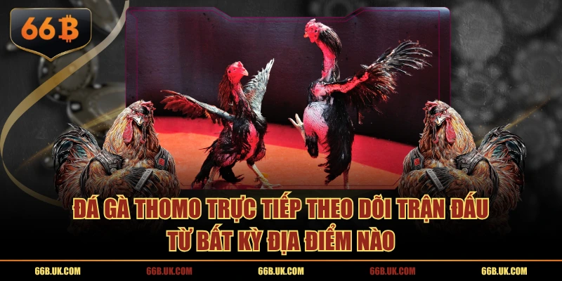 Đá gà Thomo trực tiếp theo dõi trận đấu từ bất kỳ địa điểm nào