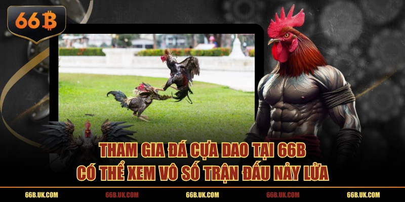 Tham gia đá cựa dao tại 66B có thể xem vô số trận đấu nảy lửa
